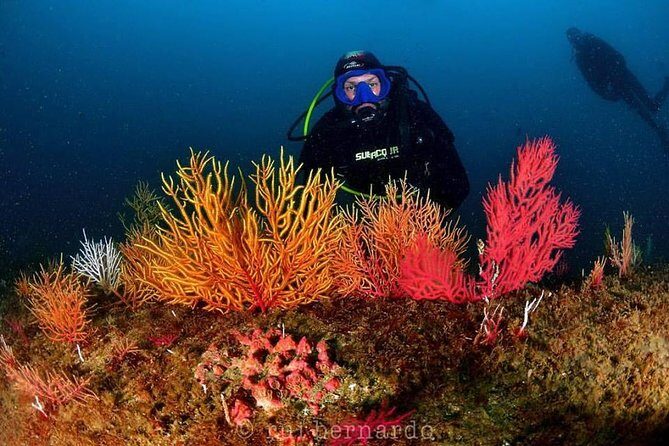 Double Dive in Cascais - go further and go under! - The Value of the Experience