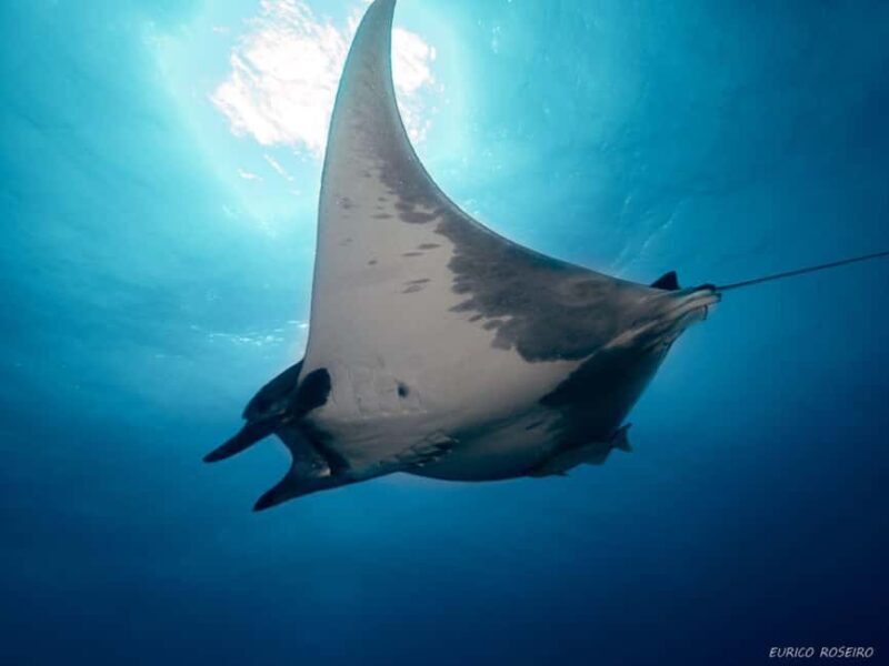 Double dive in Santa Maria Island - Azores - Exploring Santa Maria’s Underwater World: A Comprehensive Review
