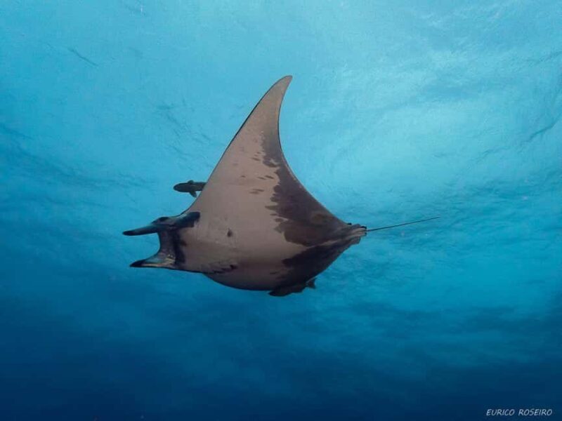 Double dive in Santa Maria Island - Azores - FAQs