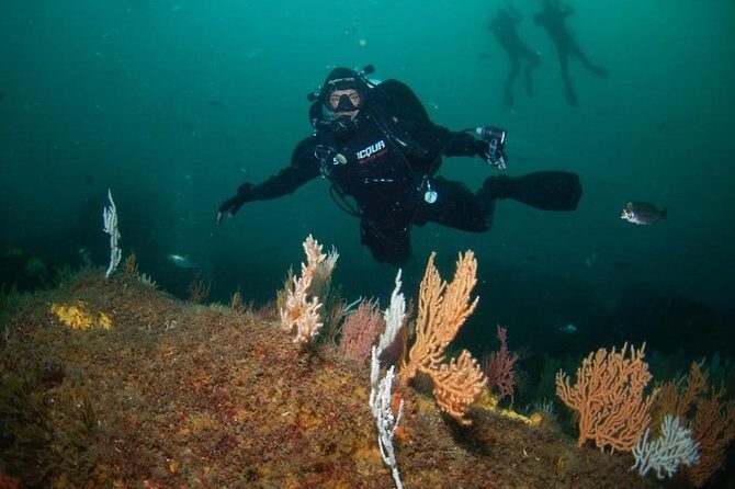 Double dive in the Algarve. Don't stop on the beach! - An Authentic Underwater Adventure in the Algarve: Double Dive in Albufeira