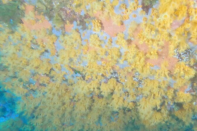 Double dive in the Capo Carbonara Marine Protected Area, for patents. - Enjoying Sardinia’s Underwater Gems: A Double Dive in Capo Carbonara