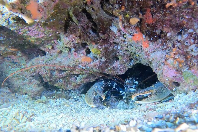 Double dive in the Capo Carbonara Marine Protected Area, for patents. - Key Points