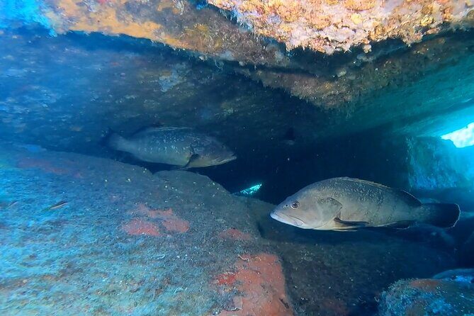 Double dive in the Capo Carbonara Marine Protected Area, for patents. - Final Thoughts