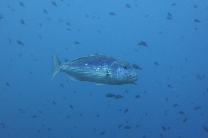 Double dive in the Capo Carbonara Marine Protected Area, for patents. - FAQ