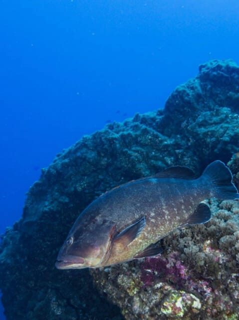 Double Dive the Azores, in the middle of the Atlantic Ocean - A Detailed Itinerary Breakdown