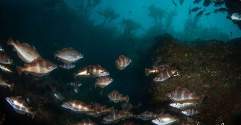 Double Scuba Dive on a Marine Reserve - Double Scuba Dive on a Marine Reserve — A Closer Look