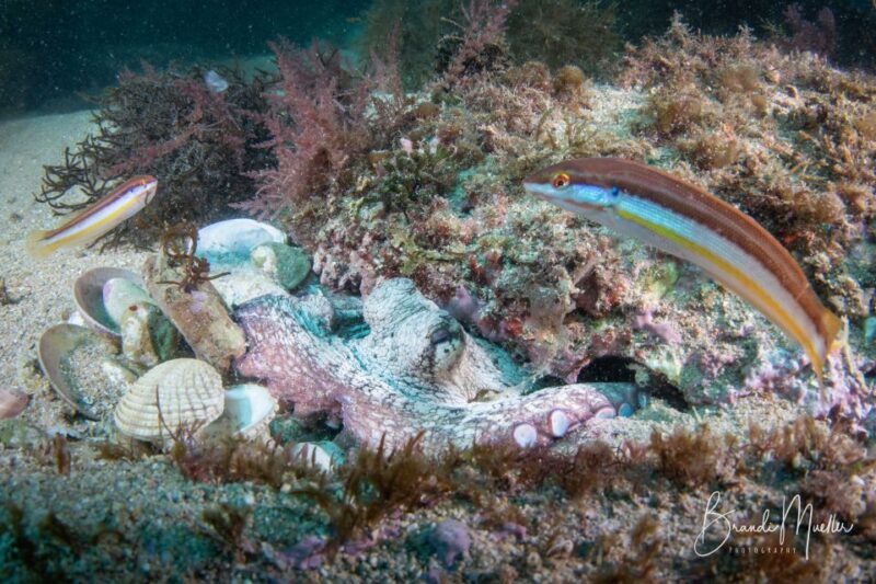 Double Scuba Dive on a Marine Reserve - The Value of This Experience