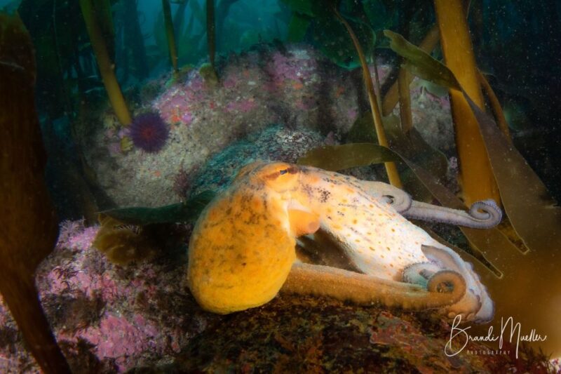 Double Scuba Dive on a Marine Reserve - Who Should Consider This Tour?