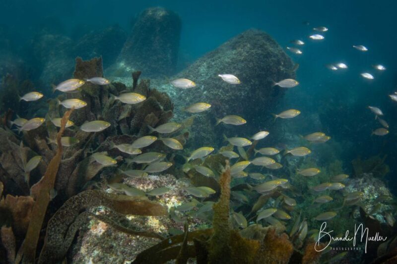 Double Scuba Dive on a Marine Reserve - Frequently Asked Questions