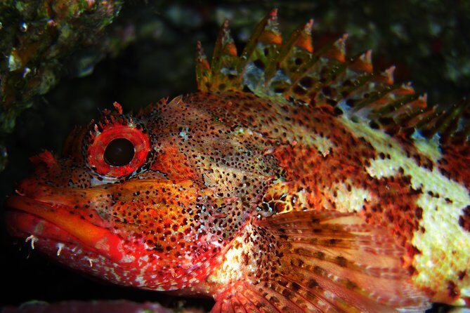 Double Scuba Diving - Exploring the Underwater World of São Miguel