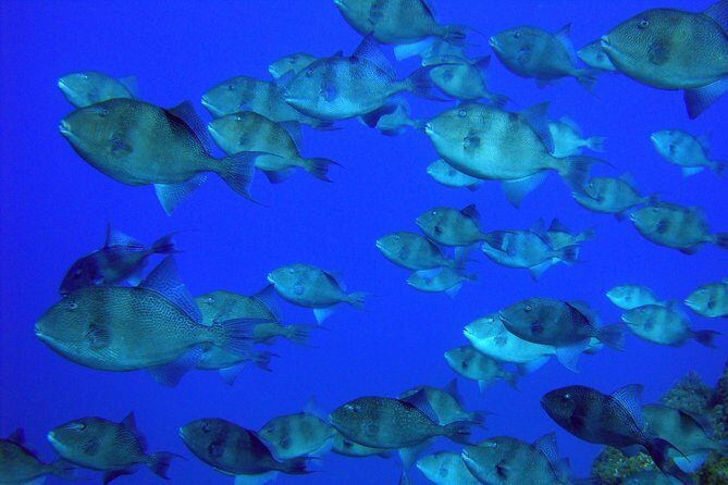 Double Scuba Diving - What makes this tour stand out?