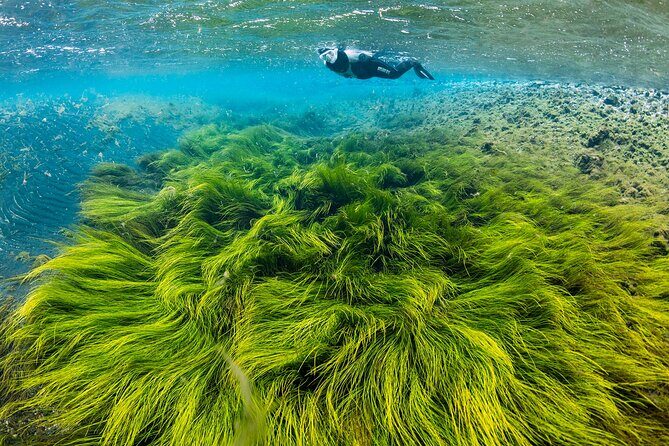 Double Snorkeling Adventure near Húsavík in North Iceland - Key Points