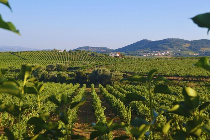 Douro Three Winery Small Group Tour with Lunch and Tastings - The Full Picture: A Practical and Authentic Douro Experience