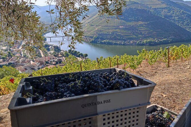 Douro Valley Pinhao Quinta da Foz Tour and Tasting 5 Wines - Exploring Quinta da Foz: A Deep Dive into the Experience