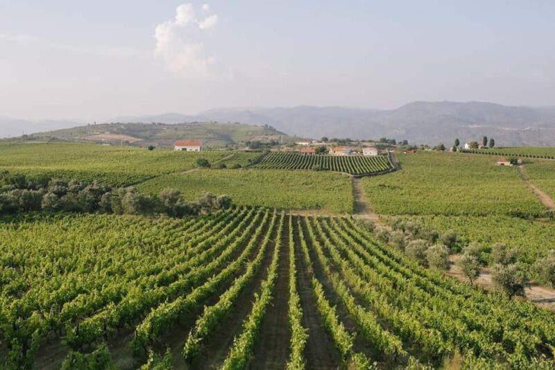 Douro Valley: Port & Cheese Tasting with a Local Wine Guide - Key Points