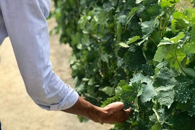 Douro Valley Premium Tours - Private Driver & Guide - A Deep Dive into the Douro Valley Private Tour