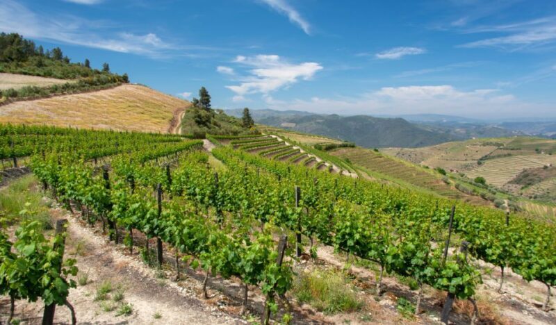 Douro Valley Private Tour with 2 wine tastings - A Deep Dive into the Douro Valley Private Tour Experience