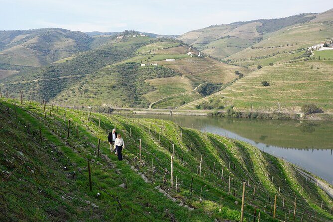 Douro Valley private tour with wine tasting and boat tour - Who will love this experience?