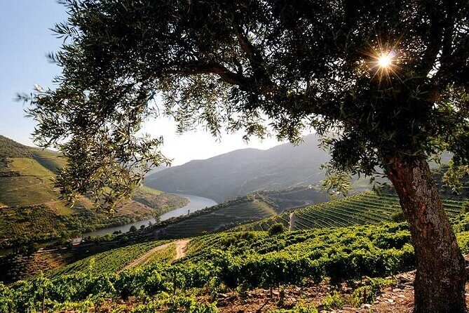 Douro Valley Small-Group Tour: 2 Wineries, Lunch, Optional Cruise - Final thoughts