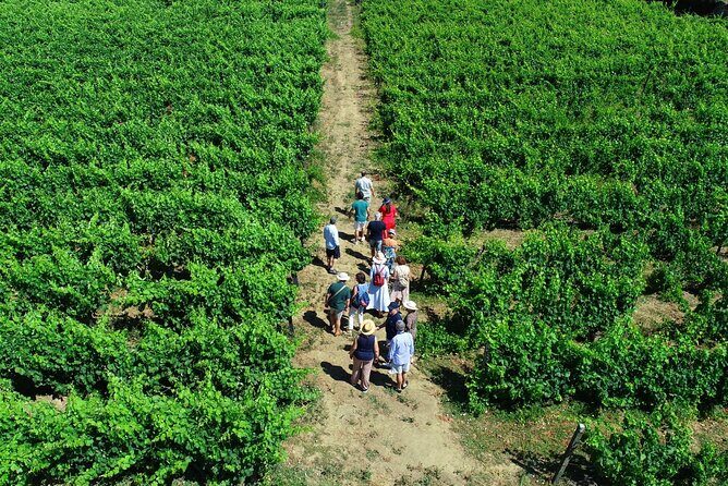 Douro Valley Tour - 3 Wine tastings, Lunch & river Cruise - The Value for Money and Overall Experience