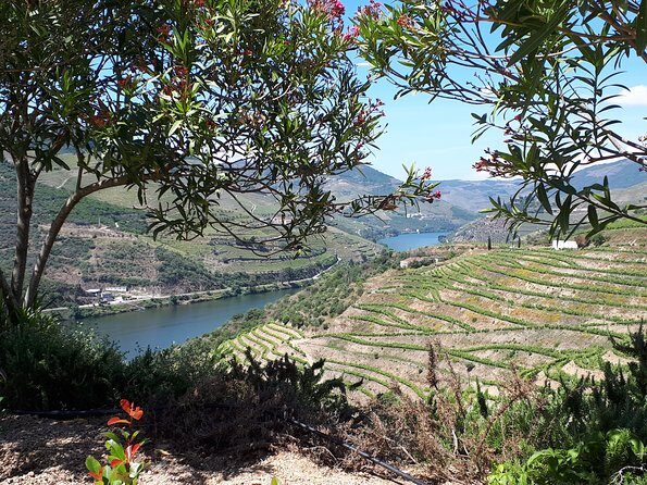Douro Valley Tour (wine & Food) - Practical Tips for Making the Most of Your Day