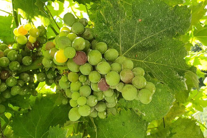 Douro Valley Tour with Train and Vinho Verde - FAQs