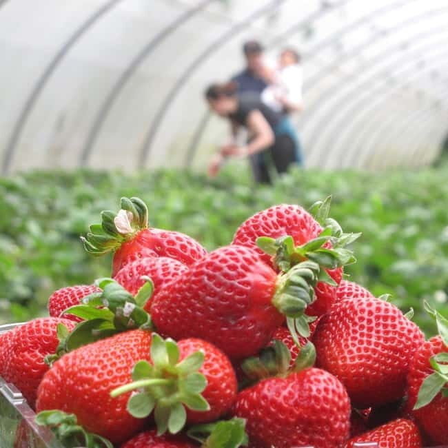 Douro Valley: Traditional Cooking Class, Farm Tour & Lunch - Douro Valley: Traditional Cooking Class, Farm Tour & Lunch