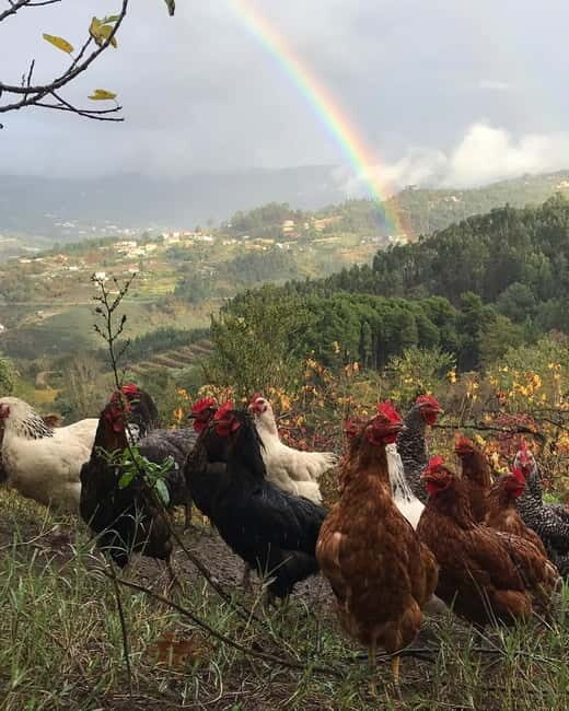 Douro Valley: Traditional Cooking Class, Farm Tour & Lunch - FAQ