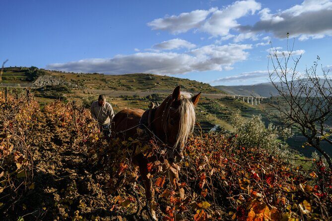 DOURO VALLEY: Visit Small local wineries, lunch & an 1h-boat Tour - Who Should Book This Tour?