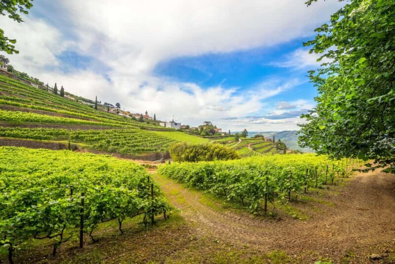 Douro Valley: Walk Through The Vineyards And Woods - The Sum Up