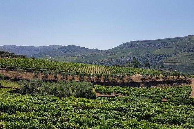 Douro Valley Wine Tour: 3 Vineyard Visits, Wine Tastings, Lunch - FAQs