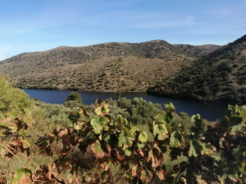 Douro Valley Wine Tour With Traditional Lunch - FAQs