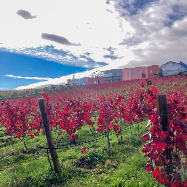 Douro Valley: Winery Tour with Port Wine Tasting and Picnic - Who Will Love This Tour?
