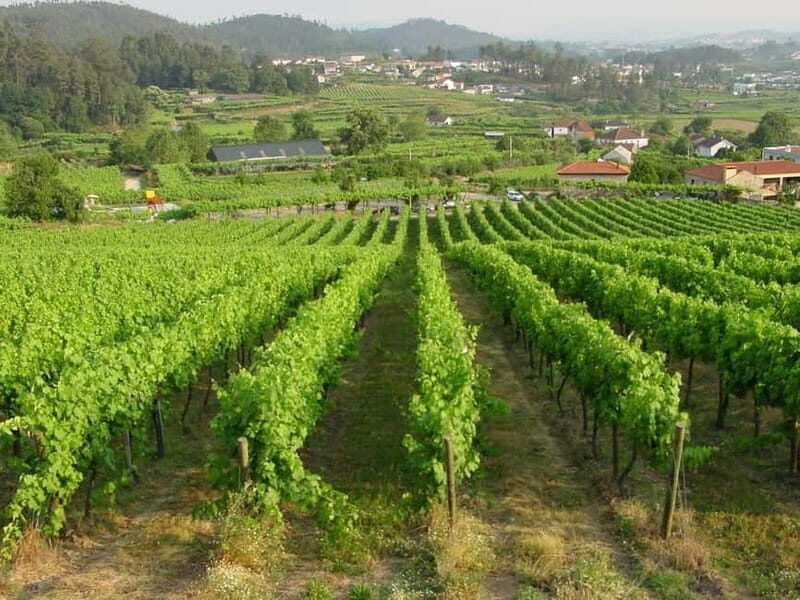 Douro & Vinho Verde Private Tour - Who Should Book This Tour?