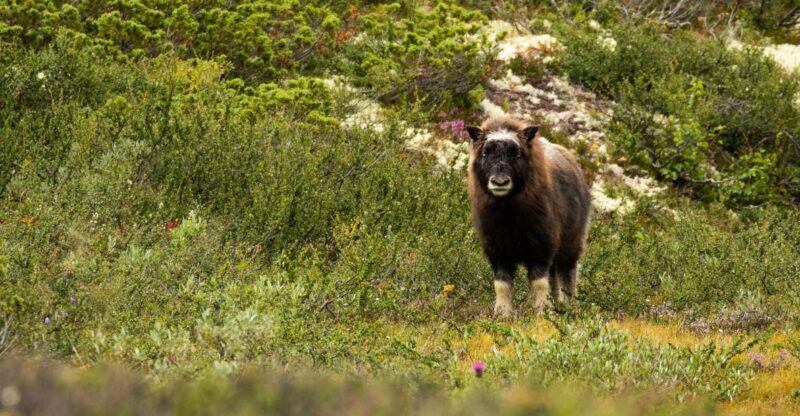 Dovrefjell National Park: Hiking Tour and Musk Ox Safari - Key Points