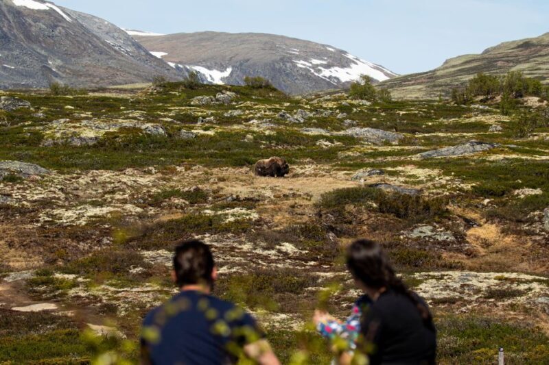 Dovrefjell National Park: Hiking Tour and Musk Ox Safari - An In-Depth Look at the Dovrefjell Hiking Tour and Musk Ox Safari