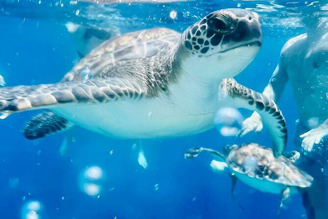 DREAM of TURTLES - Luxury Yacht Cruise - BBQ meal - 1 free drink - What You’ll See and Do