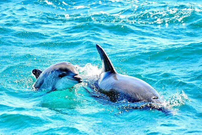 Dreamer Cave and Dolphins Boat Tour Ticket Albufeira - Final Thoughts: Is This Tour Right for You?