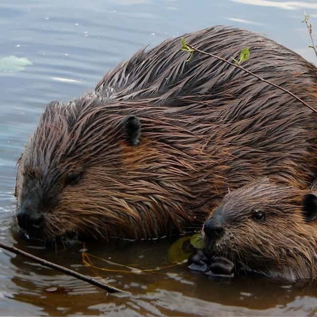 Drimmelen: Biesbosch Nature Reserve Boat Tour - An In-Depth Look at the Biesbosch Boat Tour