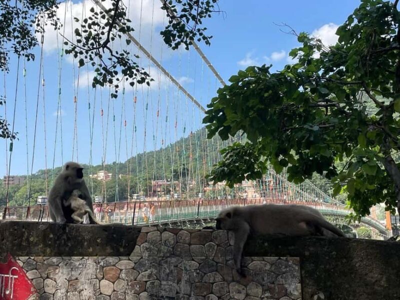 Drive to Divinity: A Perfect Day Tour of Rishikesh by Car - Key Points