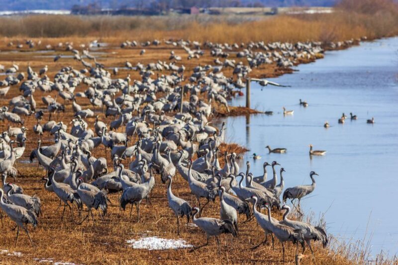 Drop Jaisalmer with Visit Osian and Khichan from Jodhpur - Key Points