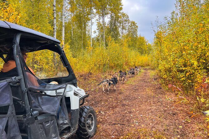 Dryland Dog Sled Tour - Key Points