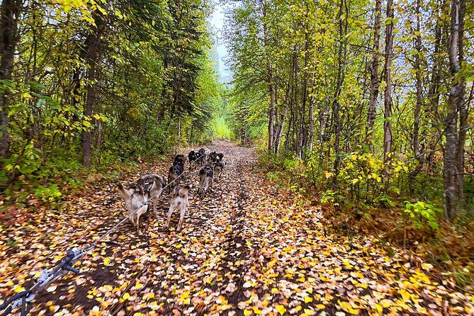 Dryland Dog Sled Tour - FAQ About the Dryland Dog Sled Tour