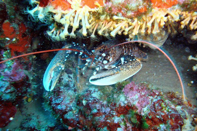 DSD - First time diving course - An In-Depth Look at the Experience