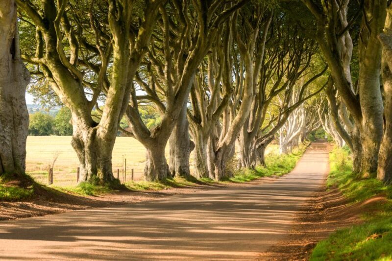 Dublin: Giants Causeway, Dark Hedges, Dunluce & Belfast Tour - Final Thoughts