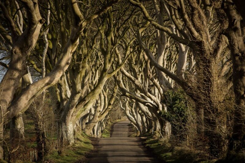 Dublin: Giant's Causeway, Dark Hedges & Titanic Guided Tour - Practical Considerations