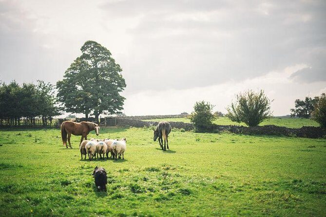 Dublin: Glendalough, Wicklow, Kilkenny and Sheepdog demonstration - A Deep Dive Into the Experience