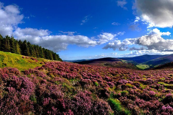 Dublin to Kilkenny, Wicklow, Glendalough, Laragh Sheep Dog Trial - Final Thoughts