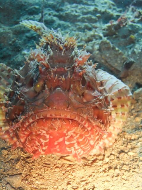 Dubrovnik: 1-Day Diving Package - Authentic Experiences and Reviews