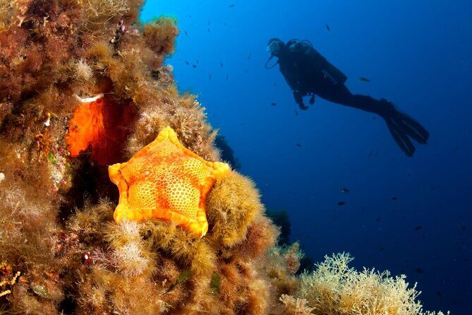 Dubrovnik 1 Dive for Certified Divers - An In-Depth Look at the Dubrovnik 1 Dive Experience